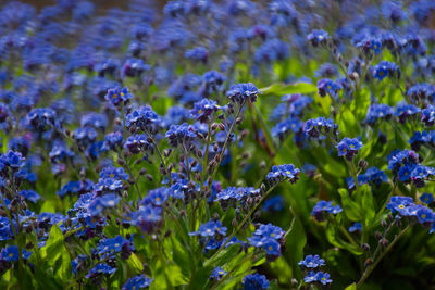 Myosotis flowers background. blue flowers close-up in the garden. cultivation of ornamental flowers