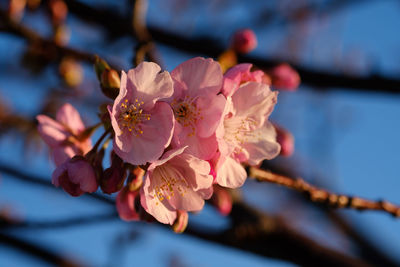 Close-up of fresh flowers blooming outdoors