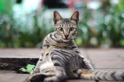 Portrait of cat sitting on footpath