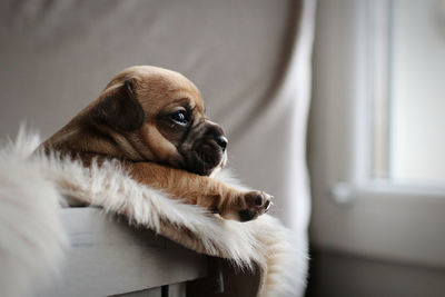 Close-up of a dog looking away