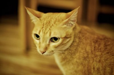 Close-up of a cat looking away