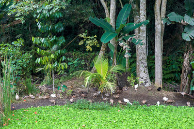 Trees growing in forest