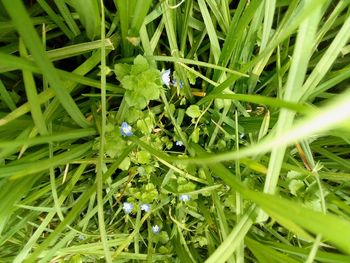 High angle view of insect on flower in field