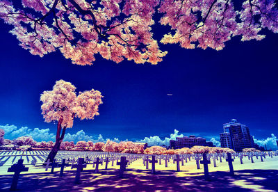 Blossoming tree against blue sky