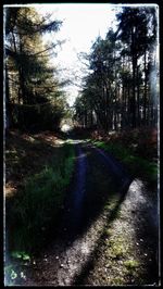 Road amidst trees in forest