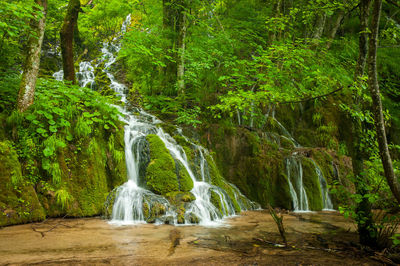 Scenic view of waterfall in forest