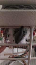 Close-up of cat in stable