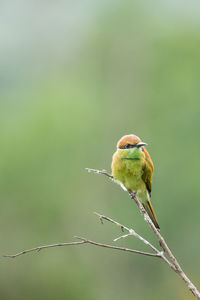 Close-up of bird perching on plant