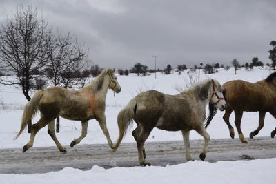 Horses running on field against sky during winter