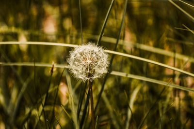 Close-up of dandelion flower on field