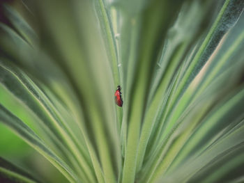 Close-up of ladybug on leaf