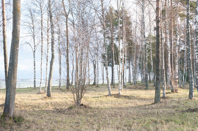 Trees in forest