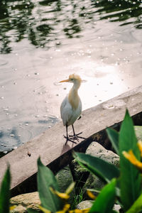 High angle view of bird perching on lake