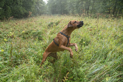 View of a dog on field