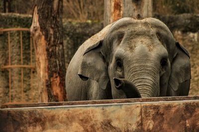 Elephant in zoo