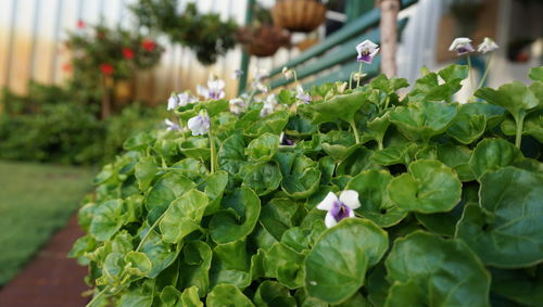 Close-up of plants growing in greenhouse