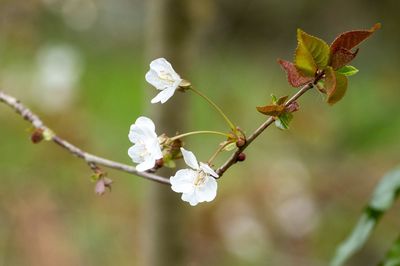 Close-up of cherry blossoms in spring