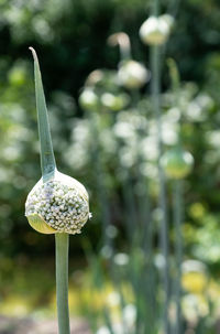 Close-up of flowering plant