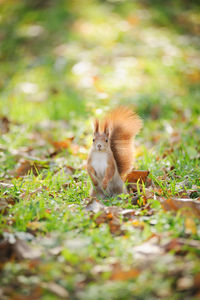 Squirrel on field