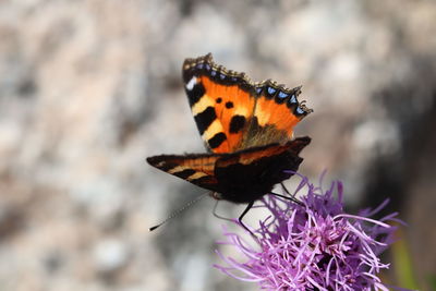 Close-up of butterfly pollinating on flower