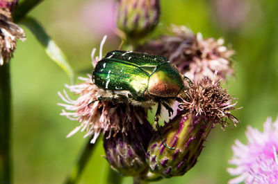 Insect perching on thistle bud