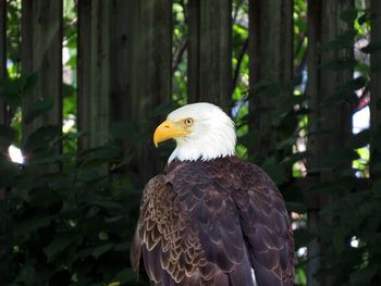 Close-up of bald eagle against trees