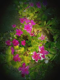 High angle view of pink flowers blooming outdoors