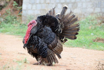 Close-up of rooster on field