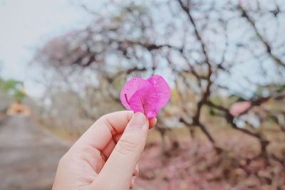 Close-up of hand holding pink flower