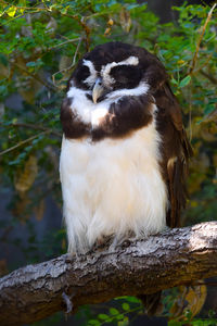 Close-up of bird perching on tree