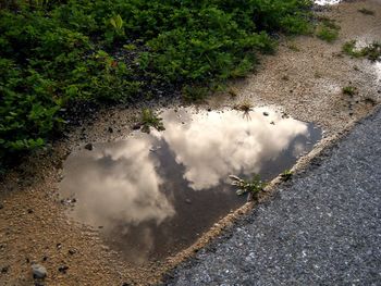 High angle view of clouds reflection in puddle on roadside by plants