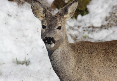 Portrait of deer