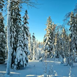 Snow covered plants by trees against sky