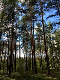 Trees in forest