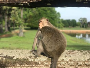 Close-up of monkeys sitting on retaining wall