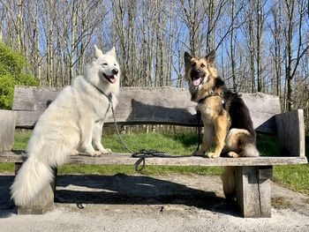Two dogs sitting on a bench enjoying the spring