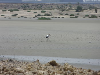 Seagull perching on a beach