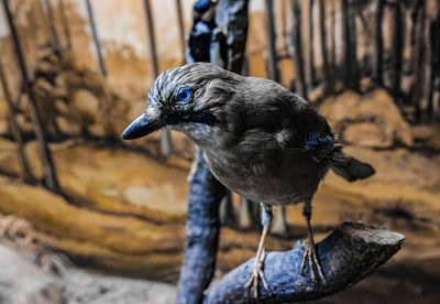 Close-up of bird perching on wood