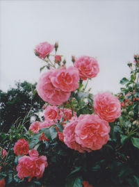 Close-up of pink flowers against sky