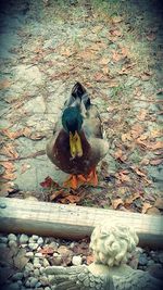 Close-up of bird perching on water