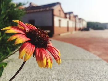 Close-up of flower blooming by footpath