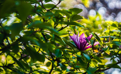 Magnolia flower in the late spring