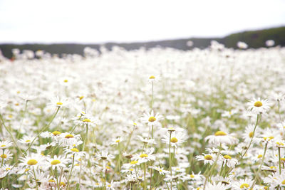 Close-up of yellow flowering plants on field