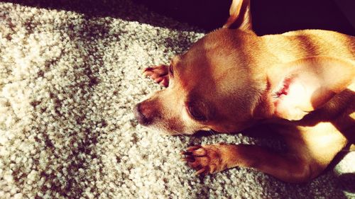 Close-up of dog sleeping