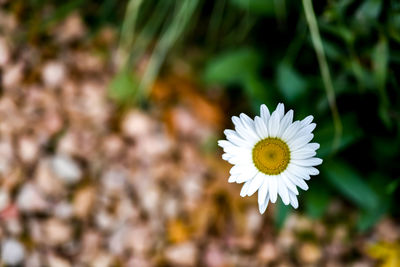 Close-up of white daisy