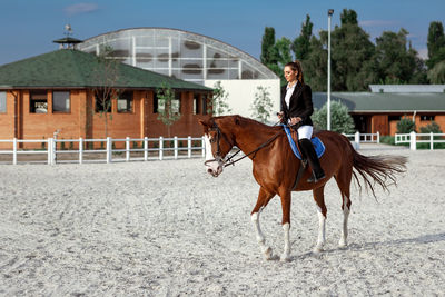 Horse standing on field