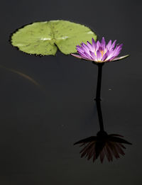 Close-up of purple water lily in lake