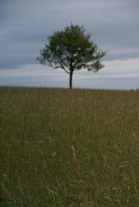 Tree on field against sky