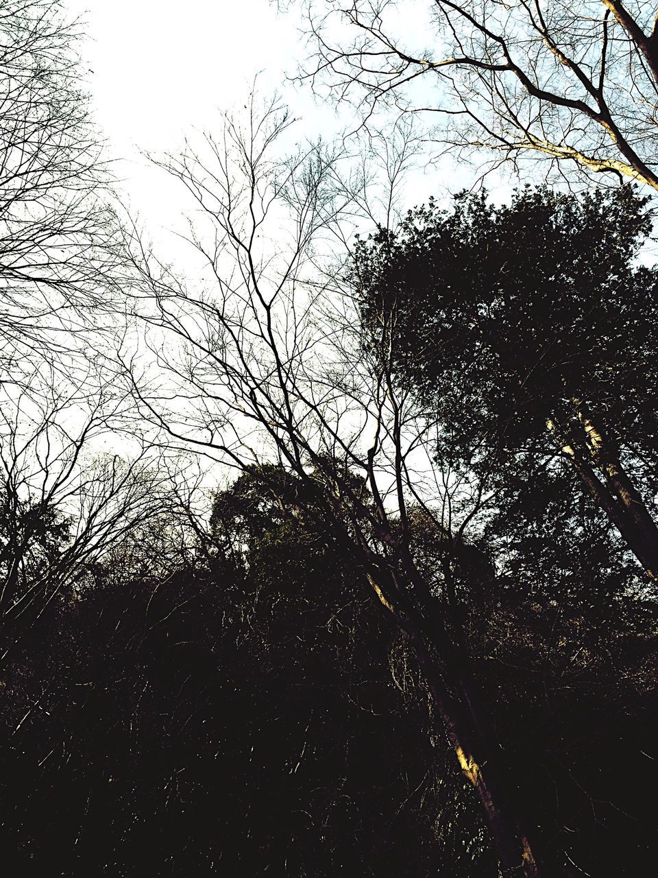 tree, bare tree, silhouette, branch, low angle view, sky, tranquility, clear sky, nature, growth, dusk, outdoors, tranquil scene, no people, scenics, beauty in nature, dark, day, tree trunk