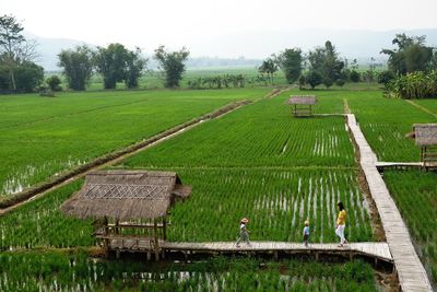Scenic view of agricultural field